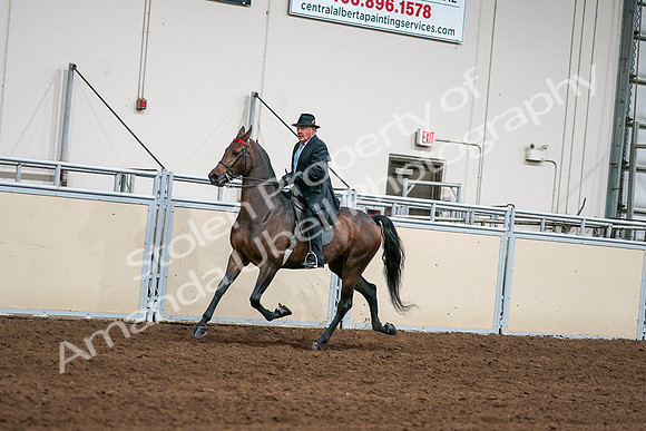 2020 - AB Morgan Horse - Sat, Sept 05 - 08113