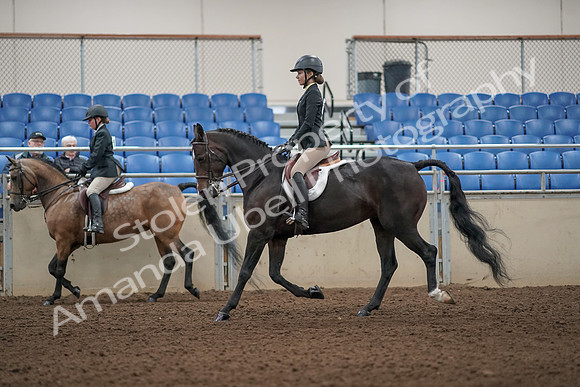2019 Morgan Horse Show - Aug 31, 2019 - 04848