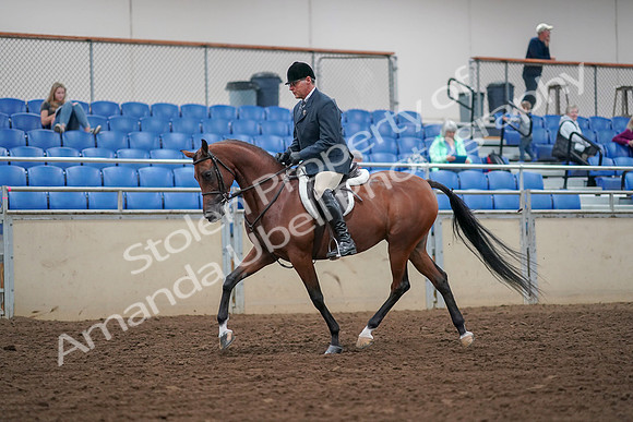 2019 Morgan Horse Show - Aug 30, 2019 - 16116