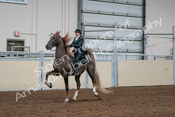 2020 - AB Morgan Horse - Sat, Sept 05 - 13095