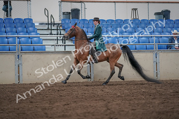 2019 Morgan Horse Show - Sept 01, 2019 - 13218