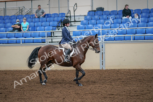 2020 - AB Morgan Horse - Fri, Sept 04 - 06084