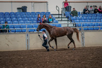 2019 Morgan Horse Show - Aug 31, 2019 - 02589
