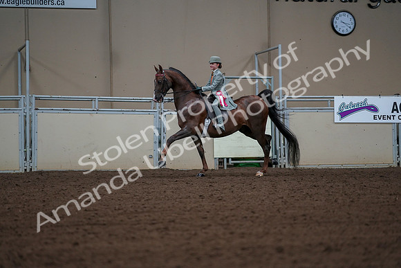 2019 Morgan Horse Show - Aug 30, 2019 - 18231