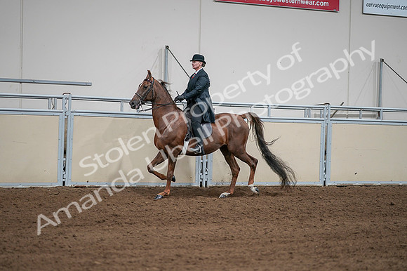 2020 - AB Morgan Horse - Fri, Sept 04 - 07968
