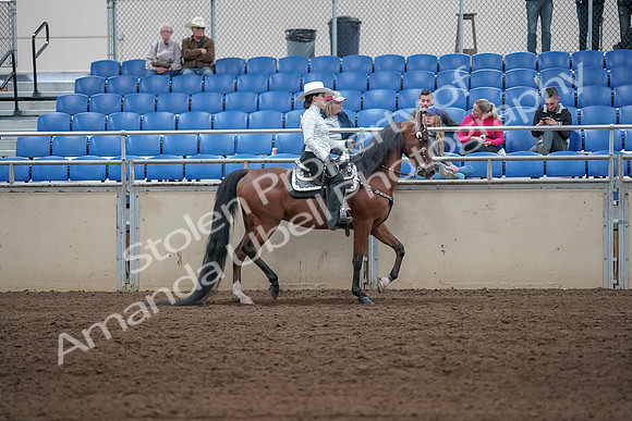 2019 Morgan Horse Show - Sept 01, 2019 - 07137