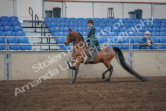 2019 Morgan Horse Show - Sept 01, 2019 - 13173