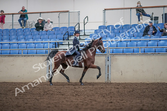 2019 Morgan Horse Show - Aug 31, 2019 - 08871