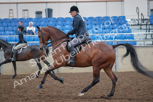 2019 Morgan Horse Show - Aug 30, 2019 - 20582