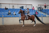 2019 Morgan Horse Show - Sept 01, 2019 - 07378