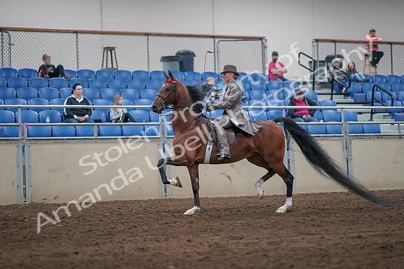 2019 Morgan Horse Show - Sept 01, 2019 - 07378