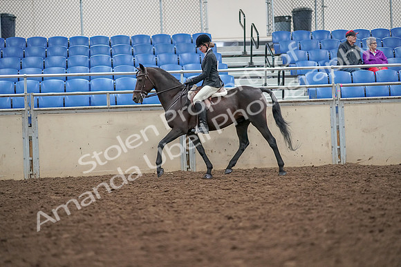 2019 Morgan Horse Show - Aug 30, 2019 - 20134
