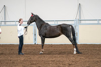 2020 - AB Morgan Horse - Sat, Sept 05 - 00647