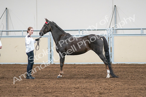 2020 - AB Morgan Horse - Sat, Sept 05 - 00647