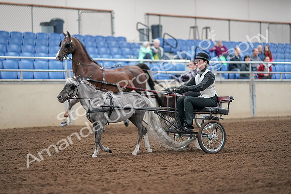 2019 Morgan Horse Show - Aug 30, 2019 - 13269