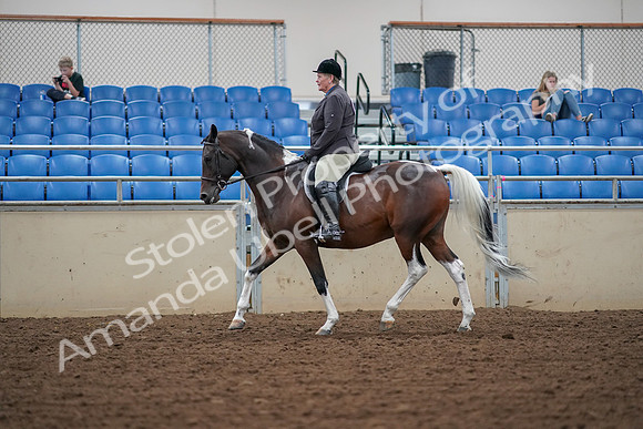2019 Morgan Horse Show - Aug 30, 2019 - 16222