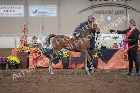 2019 Morgan Horse Show - Aug 31, 2019 - 00489