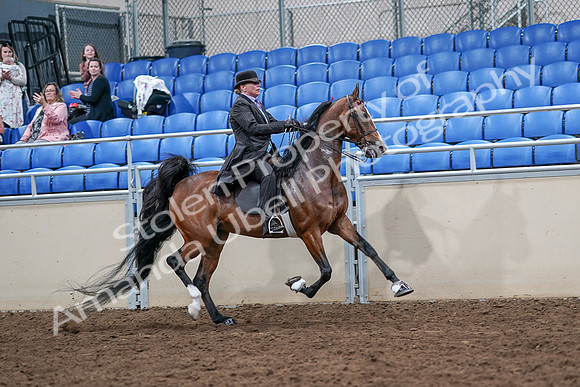 2020 - AB Morgan Horse - Sat, Sept 05 - 13222