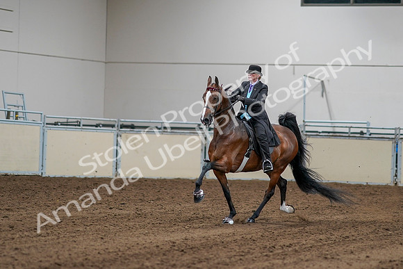 2020 - AB Morgan Horse - Sat, Sept 05 - 13144
