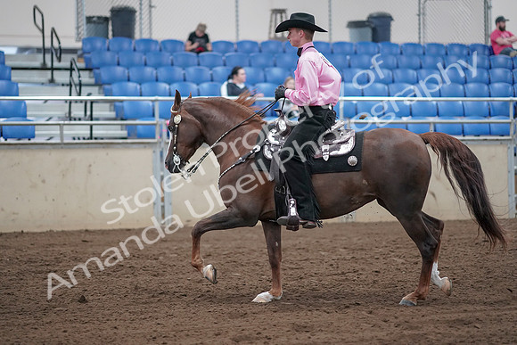 2019 Morgan Horse Show - Sept 01, 2019 - 07006