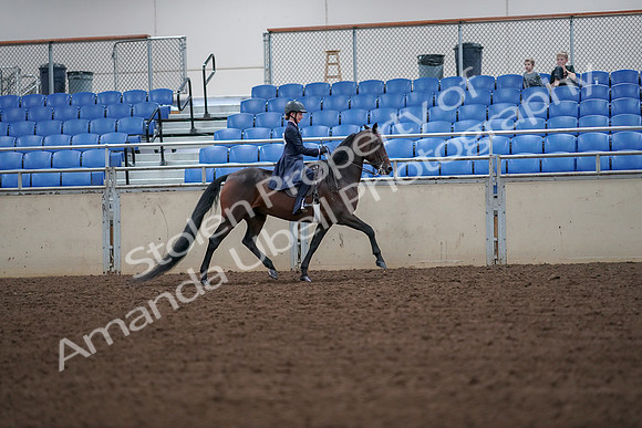 2019 Morgan Horse Show - Aug 30, 2019 - 18039