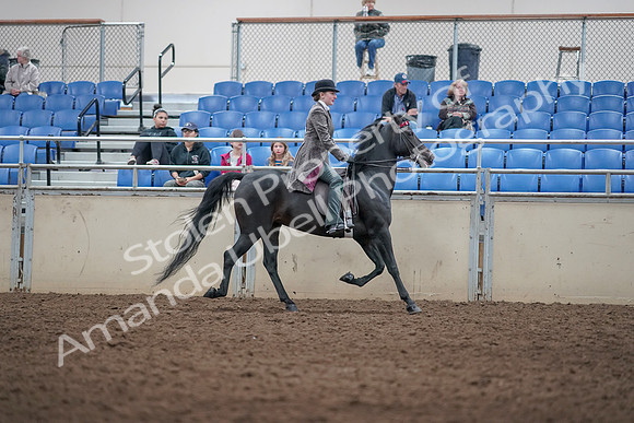 2019 Morgan Horse Show - Aug 31, 2019 - 09561
