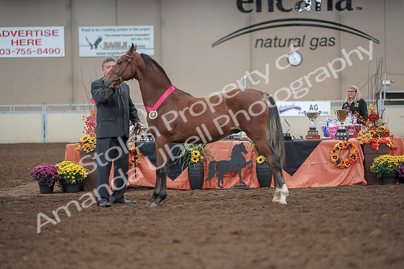 2019 Morgan Horse Show - Aug 31, 2019 - 00308
