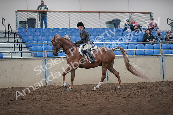2019 Morgan Horse Show - Aug 31, 2019 - 16046