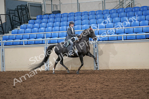 2020 - AB Morgan Horse - Sat, Sept 05 - 13937