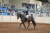 2020 - AB Morgan Horse - Sat, Sept 05 - 14198
