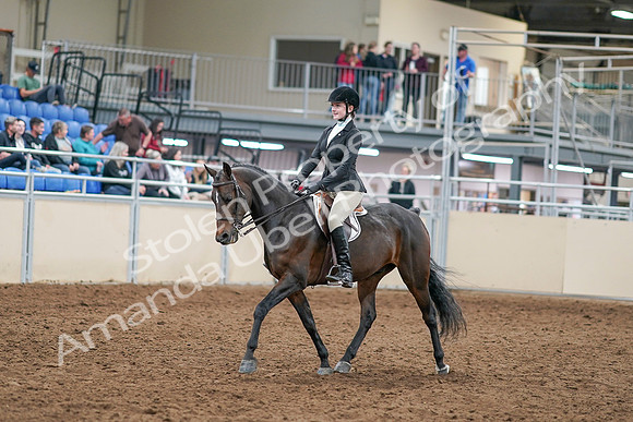 2020 - AB Morgan Horse - Sat, Sept 05 - 14198