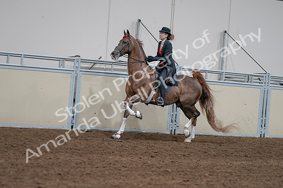 2020 - AB Morgan Horse - Fri, Sept 04 - 09595