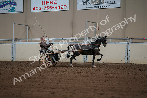 2019 Morgan Horse Show - Aug 30, 2019 - 13372