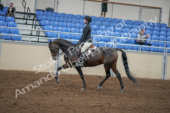 2020 - AB Morgan Horse - Fri, Sept 04 - 05843