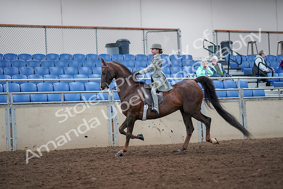 2019 Morgan Horse Show - Aug 30, 2019 - 17778
