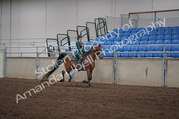 2019 Morgan Horse Show - Sept 01, 2019 - 13396