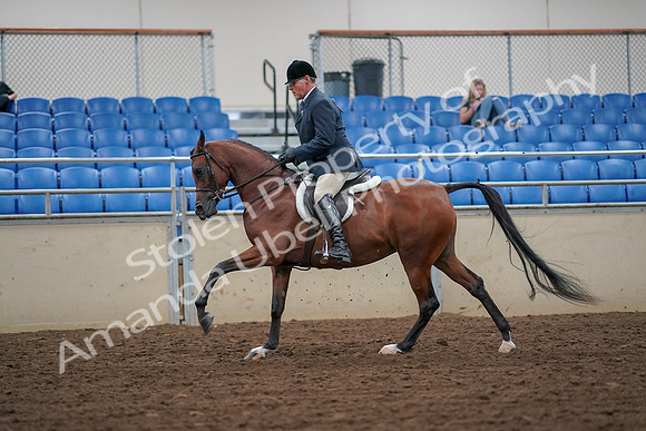 2019 Morgan Horse Show - Aug 30, 2019 - 16363
