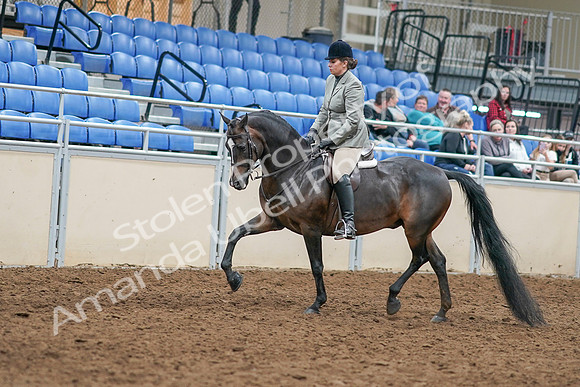 2020 - AB Morgan Horse - Sat, Sept 05 - 14312