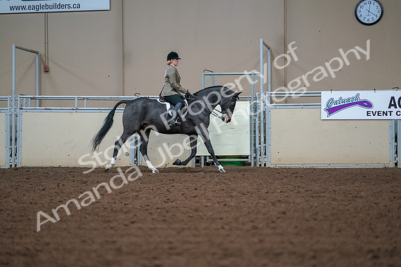 2019 Morgan Horse Show - Aug 30, 2019 - 20726