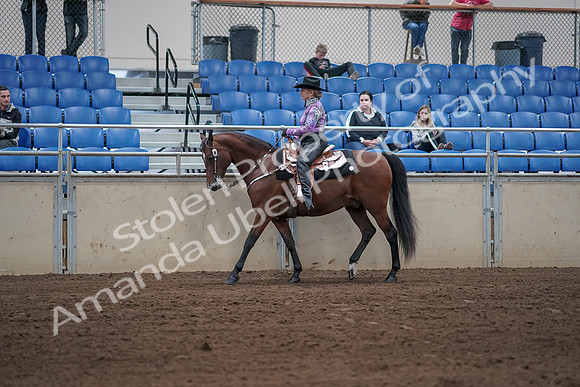 2019 Morgan Horse Show - Sept 01, 2019 - 06762
