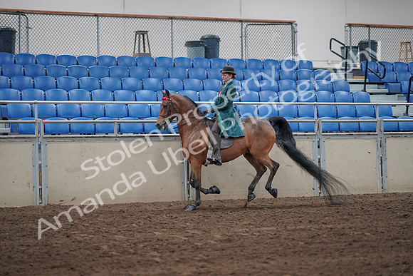 2019 Morgan Horse Show - Sept 01, 2019 - 13269