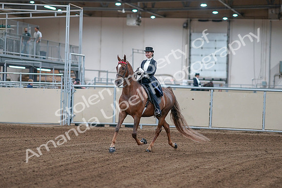 2020 - AB Morgan Horse - Fri, Sept 04 - 06229