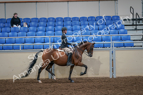 2020 - AB Morgan Horse - Fri, Sept 04 - 06137