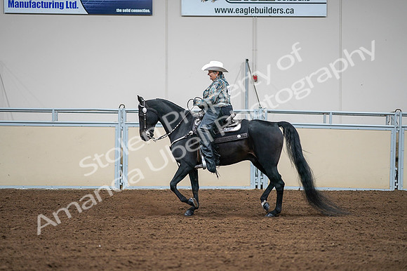 2020 - AB Morgan Horse - Fri, Sept 04 - 03618