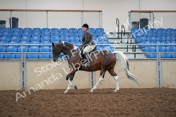 2019 Morgan Horse Show - Aug 30, 2019 - 22337