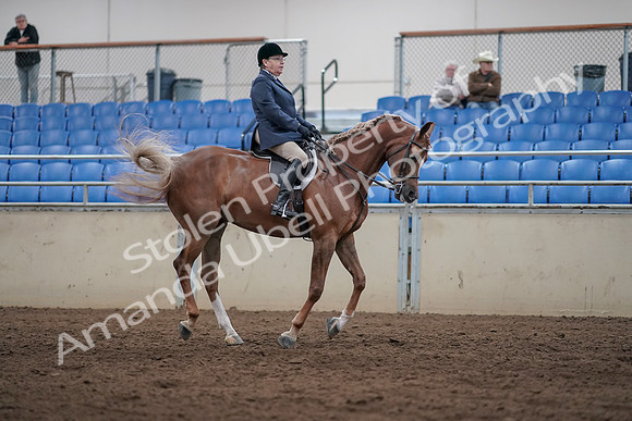 2019 Morgan Horse Show - Sept 01, 2019 - 08793