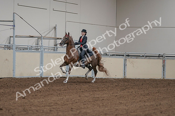 2020 - AB Morgan Horse - Fri, Sept 04 - 09696