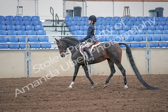 2019 Morgan Horse Show - Sept 01, 2019 - 05482