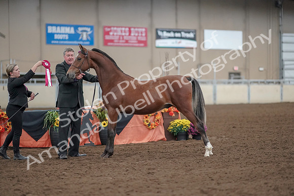 2019 Morgan Horse Show - Aug 30, 2019 - 25650