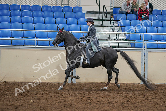 2020 - AB Morgan Horse - Sat, Sept 05 - 13736